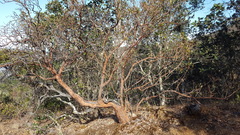 Comarostaphylis glaucescens