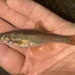 Western Speckled Dace - Photo (c) prickly_sculpin, some rights reserved (CC BY-NC), uploaded by prickly_sculpin