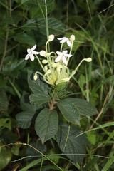 Clerodendrum capitatum