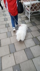 Canis familiaris
