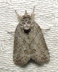Nycteola polycyma