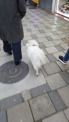 Canis familiaris