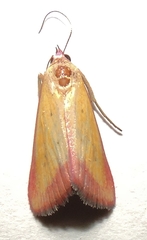 Phytometra laevis
