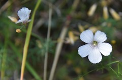 Linum tenuifolium