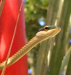 Leptophis