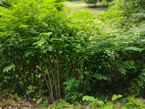 pohánkovec japonský (Reynoutria japonica)