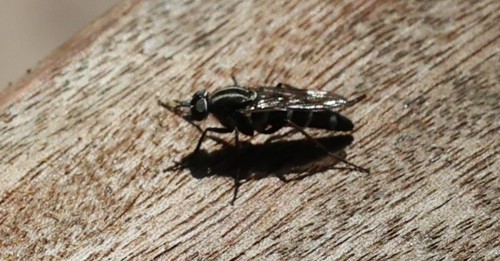 photo of (Ozodiceromyia nanella)