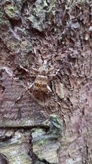 Hexatricha pulverulenta