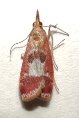 Syntonarcha vulnerata