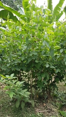 Flemingia macrophylla