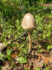 Austroboletus gracilis