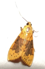 Conogethes semifascialis