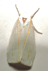 Cryptophasa flavolineata