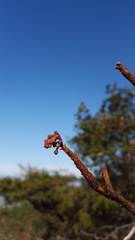 Comarostaphylis glaucescens