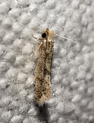 Infurcitinea