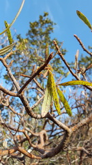 Comarostaphylis glaucescens