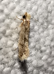 Infurcitinea