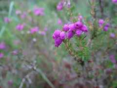 Erica cinerea