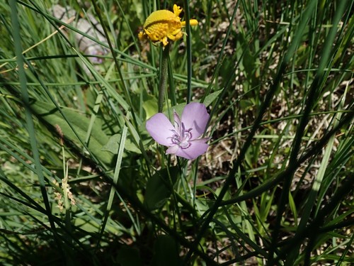 Image of Calochortus nudus by (c) joergmlpts, some rights reserved (CC BY)
