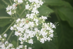Clerodendrum polycephalum