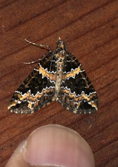Electrophaes marginata