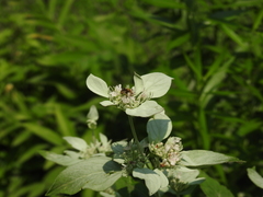Megachile