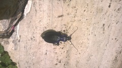 Carabus lefebvrei