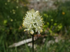 Triantha occidentalis occidentalis