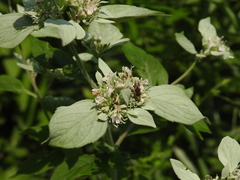 Megachile