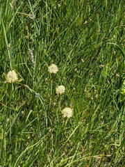 Triantha occidentalis occidentalis