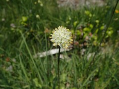 Triantha occidentalis occidentalis