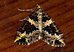 Electrophaes marginata
