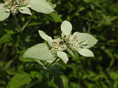 Megachile