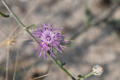 Centaurea grisebachii