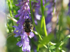 Eucera longicornis