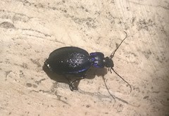 Carabus lefebvrei