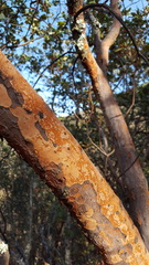 Comarostaphylis glaucescens