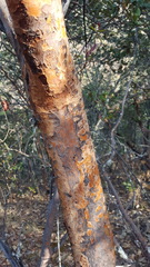 Comarostaphylis glaucescens