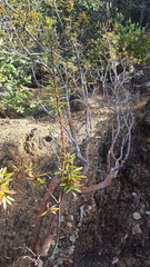 Comarostaphylis glaucescens