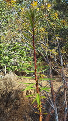 Comarostaphylis glaucescens