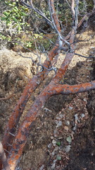 Comarostaphylis glaucescens