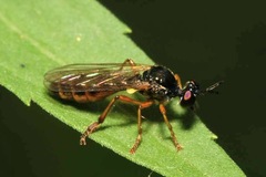 Dioctria lateralis