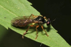 Dioctria lateralis