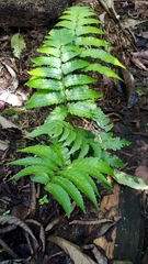 Diplazium dilatatum