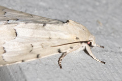 Acronicta innotata