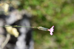 Dianthus longicaulis