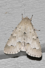 Acronicta innotata