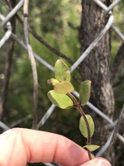 Lonicera subspicata denudata