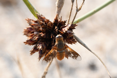 Ligyra ferrea