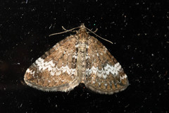 Perizoma alchemillata